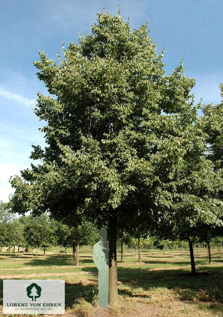 Tilia Cordata 'greenspire' - View 14 from www redcrocus com