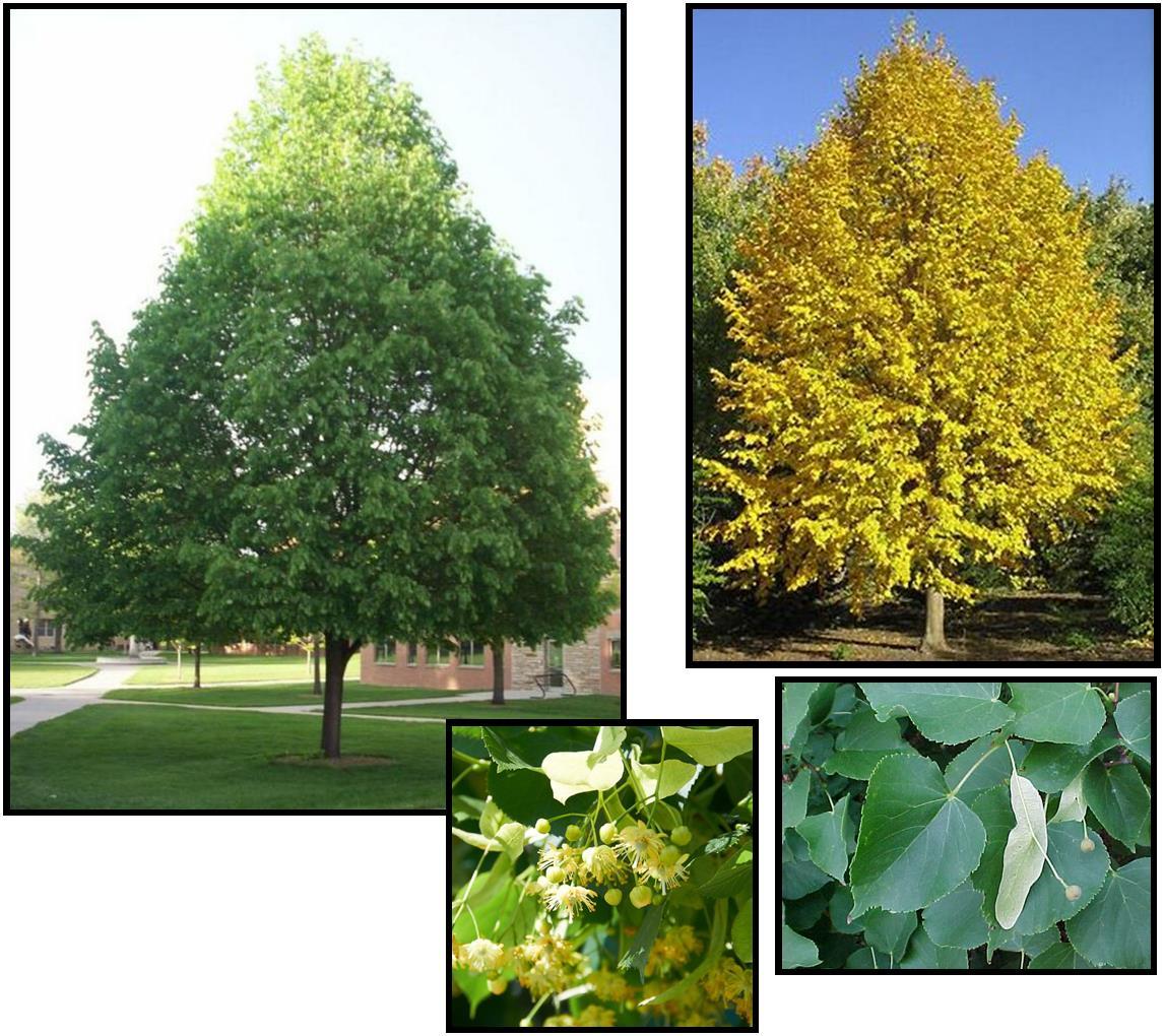Tilia Cordata 'greenspire' - View 15 from www redcrocus com