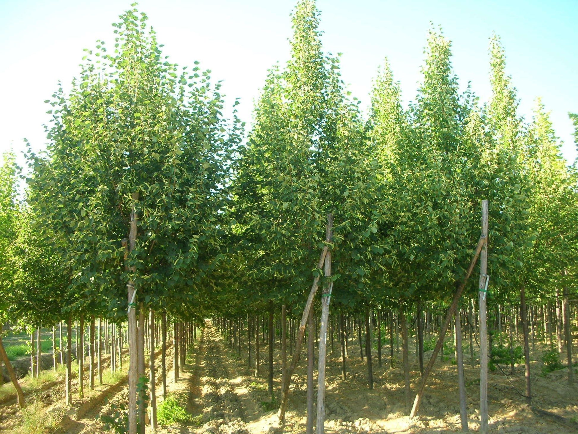 Tilia Cordata 'greenspire' - View 16 from www redcrocus com