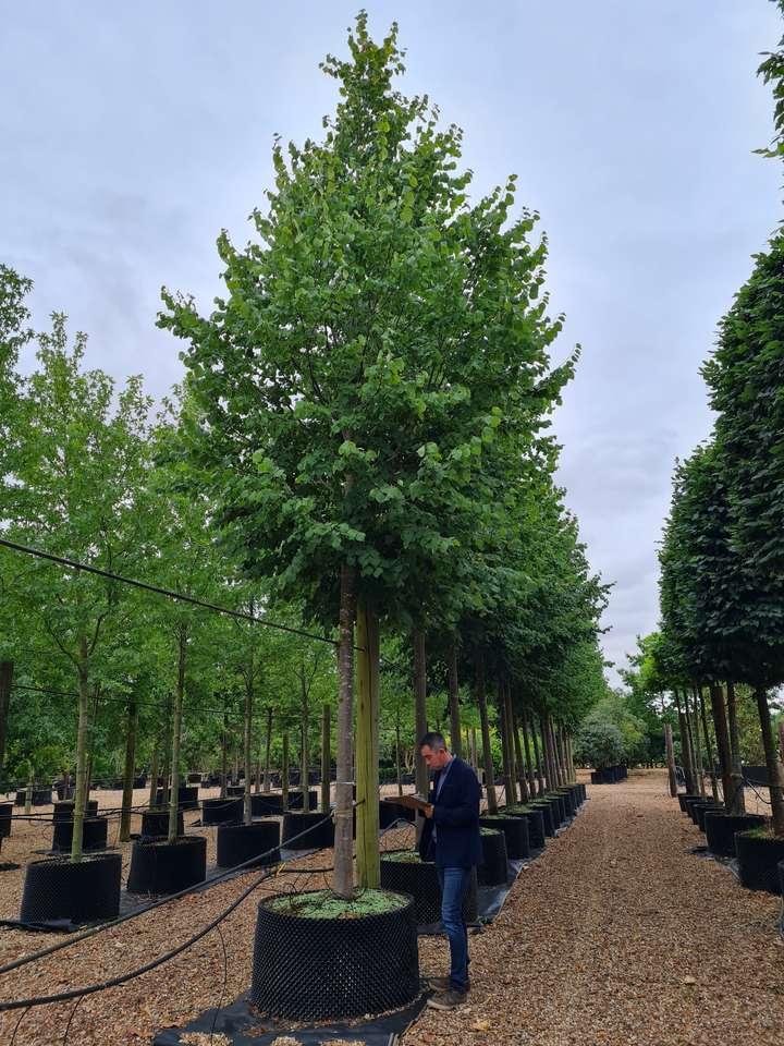 Tilia Cordata 'greenspire' - View 18 from www redcrocus com