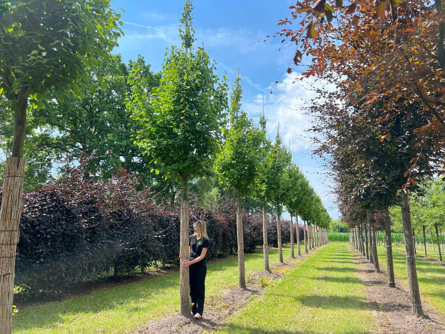 Tilia Cordata 'greenspire' - View 19 from www redcrocus com