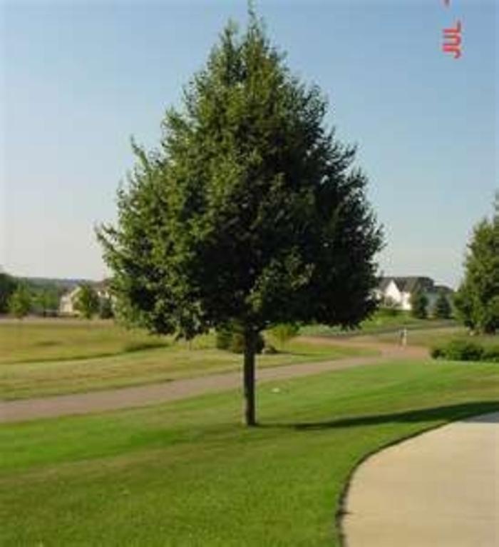 Tilia Cordata 'greenspire' - View 20 from www redcrocus com