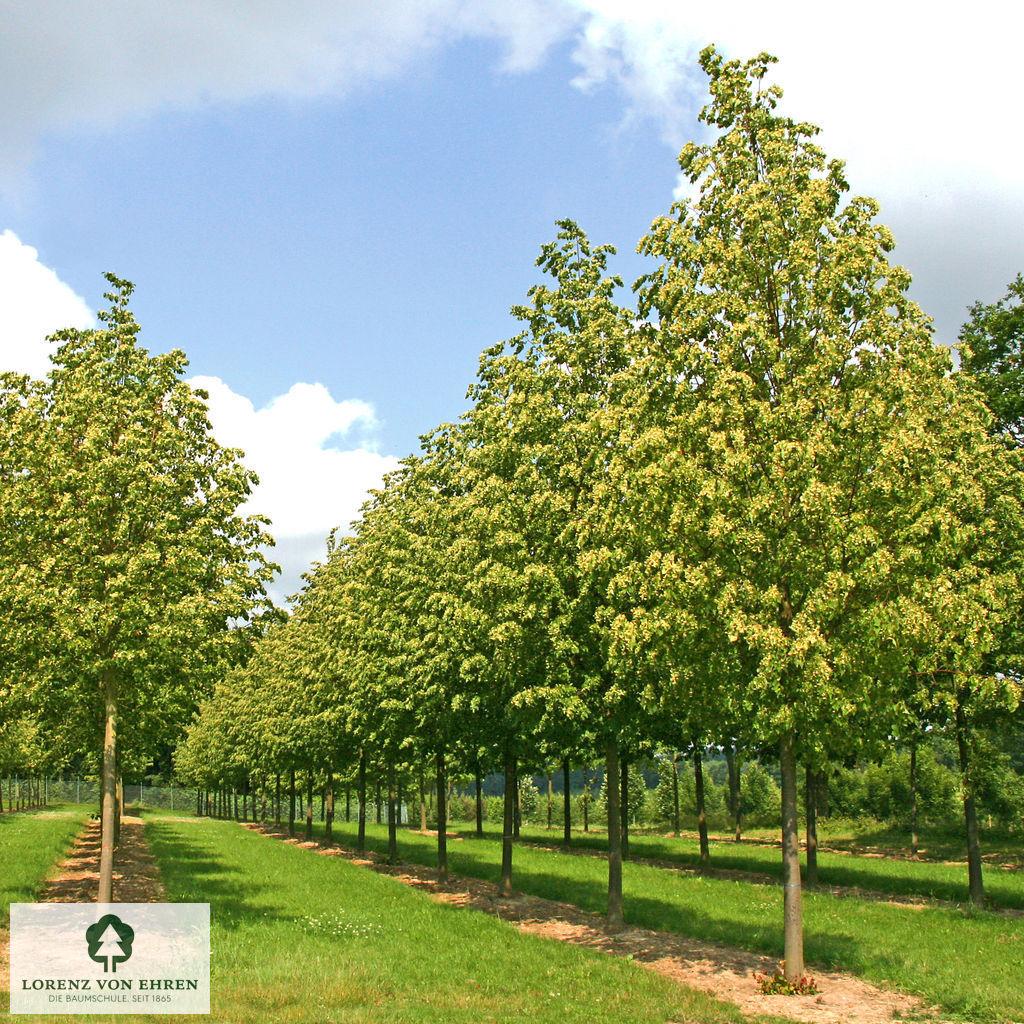 Tilia Cordata 'greenspire' - View 21 from www redcrocus com