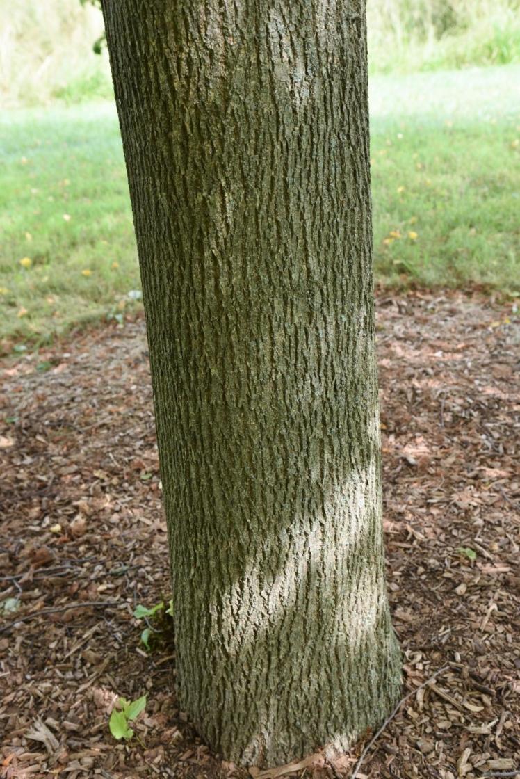 Tilia Cordata 'greenspire' - View 23 from www redcrocus com