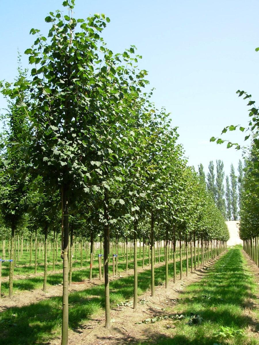 Tilia Cordata 'greenspire' - View 24 from www redcrocus com
