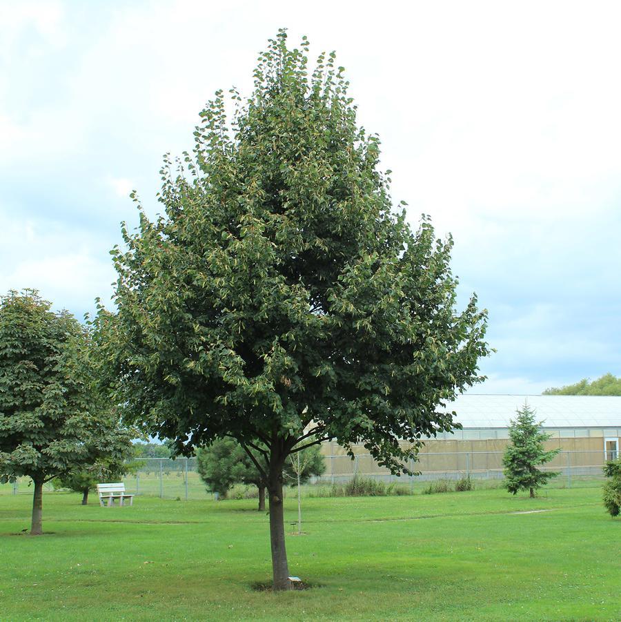 Tilia Cordata 'greenspire' - View 26 from www redcrocus com