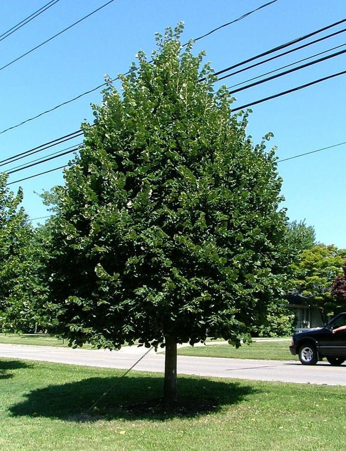 Tilia Cordata 'greenspire' - View 27 from www redcrocus com