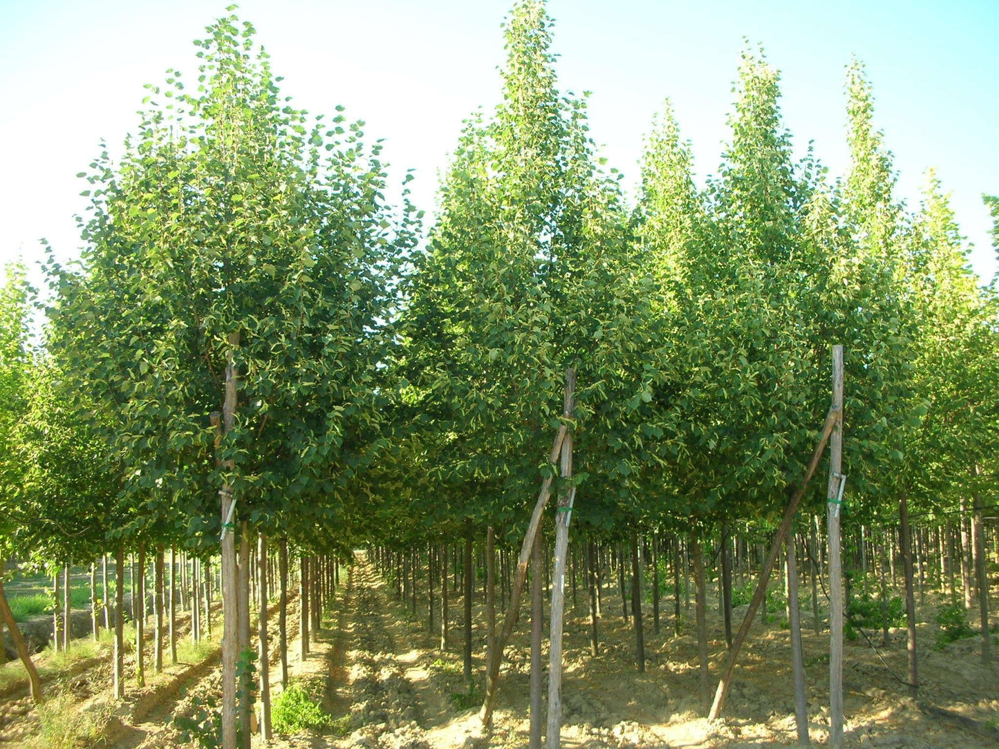 Tilia Cordata 'greenspire' - View 28 from www redcrocus com