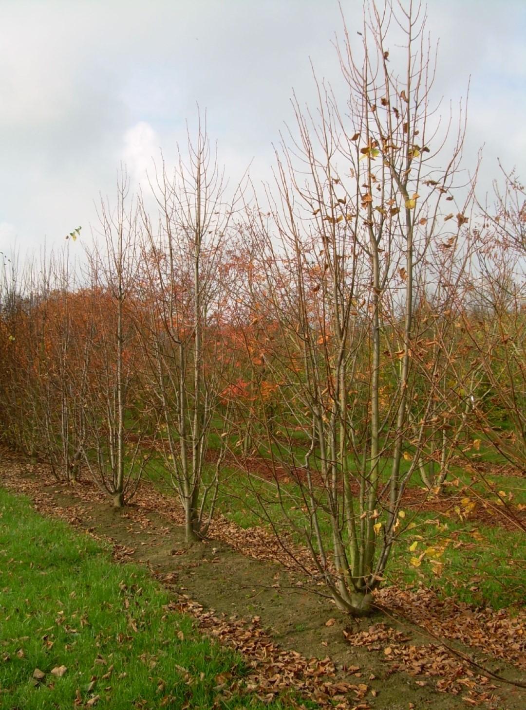 Tilia Cordata 'greenspire' - View 29 from www redcrocus com