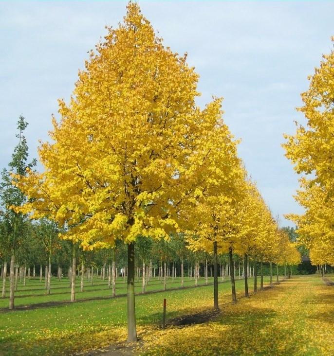 Tilia Cordata 'greenspire' - View 2 from www redcrocus com