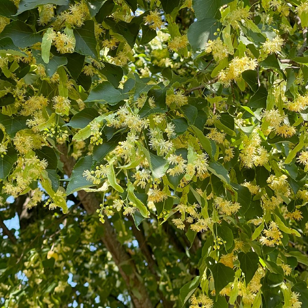 Tilia Cordata 'greenspire' - View 35 from www redcrocus com