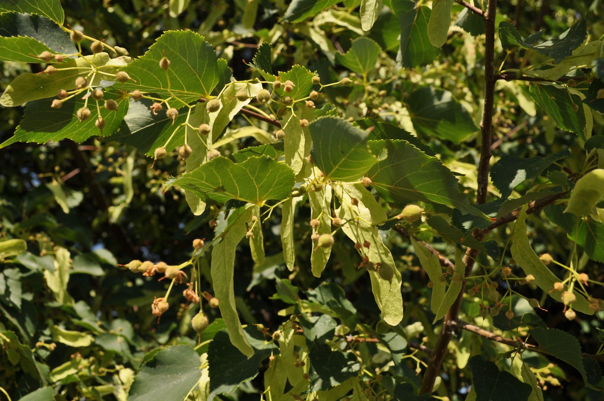 Tilia Cordata 'greenspire' - View 37 from www redcrocus com