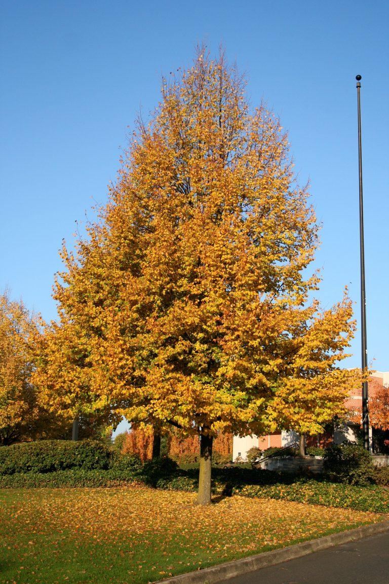 Tilia Cordata 'greenspire' - View 38 from www redcrocus com