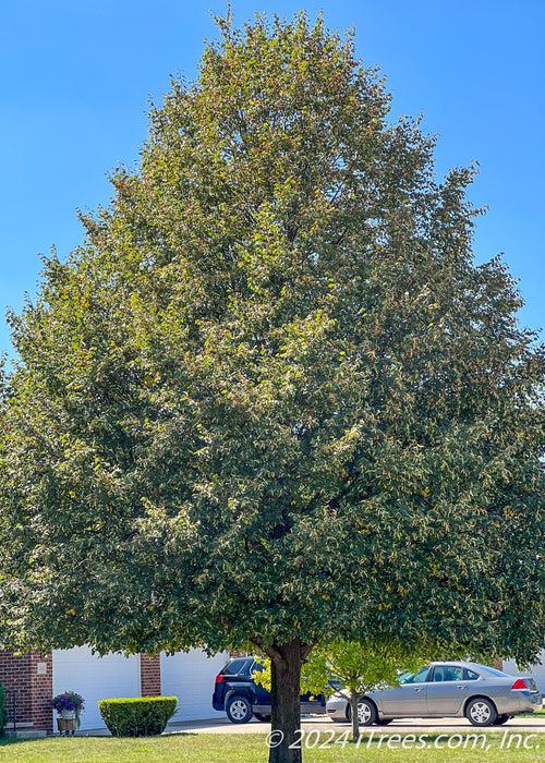Tilia Cordata 'greenspire' - View 39 from www redcrocus com