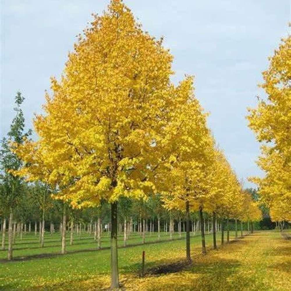Tilia Cordata 'greenspire' - View 40 from www redcrocus com