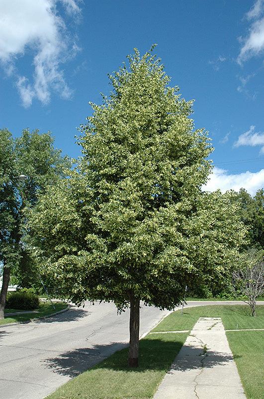 Tilia Cordata 'greenspire' - View 6 from www redcrocus com