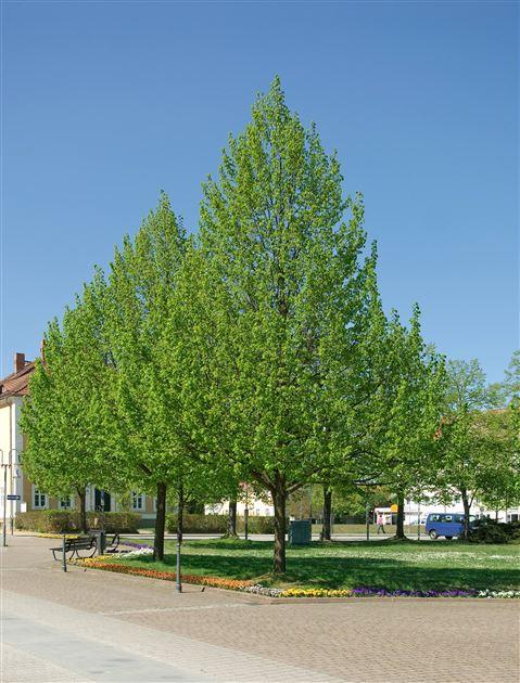 Tilia Cordata 'greenspire' - View 7 from www redcrocus com