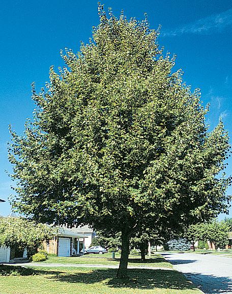 Tilia Cordata 'greenspire' - View 9 from www redcrocus com