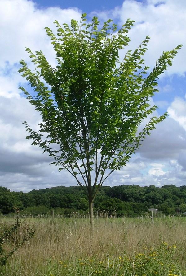 Ulmus Americana Princeton - View 10 from www redcrocus com