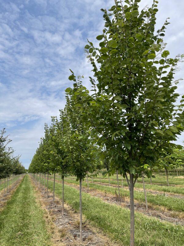 Ulmus Americana Princeton - View 12 from www redcrocus com