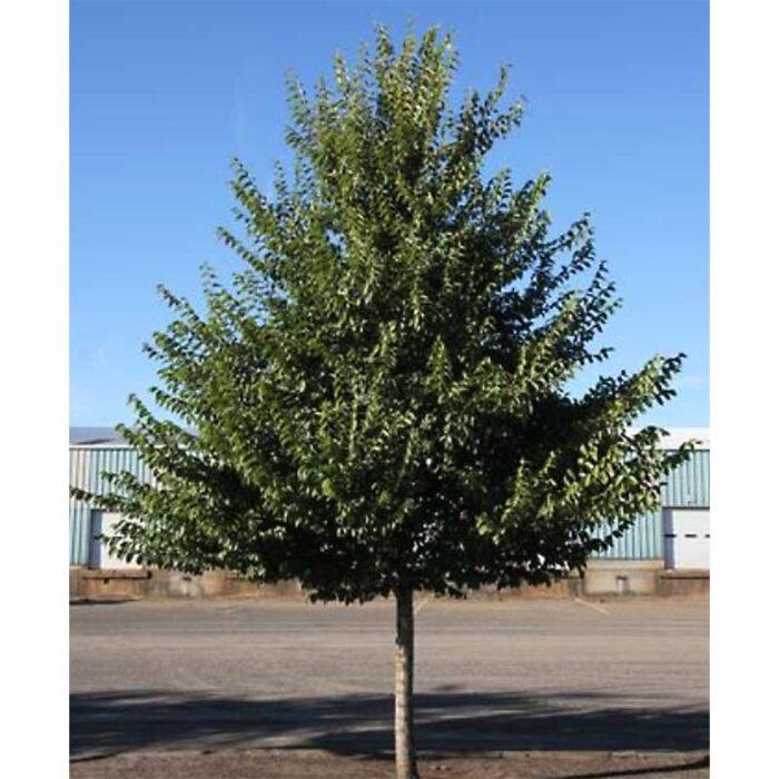 Ulmus Americana Princeton - View 17 from www redcrocus com