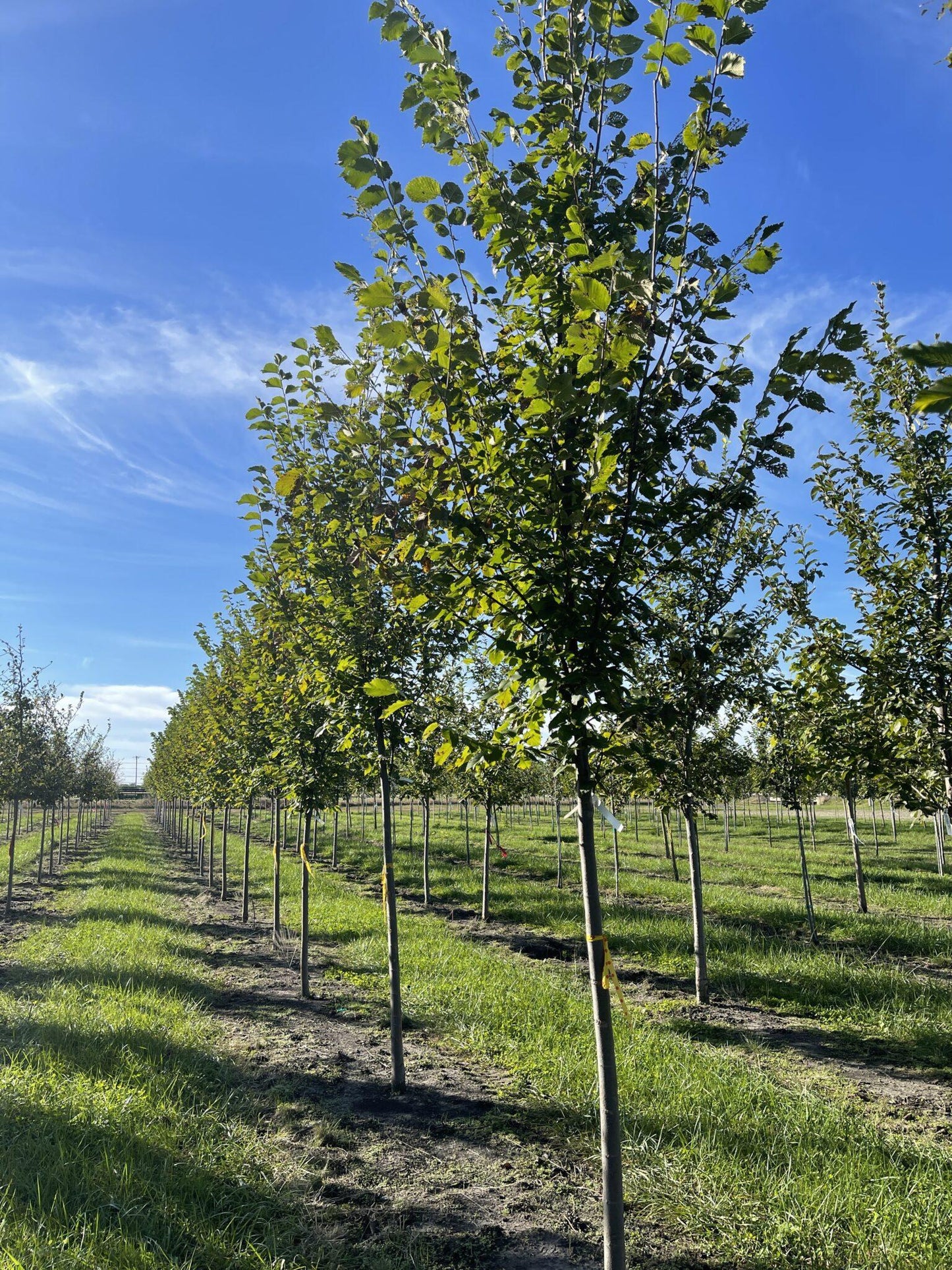 Ulmus Americana Princeton - View 18 from www redcrocus com