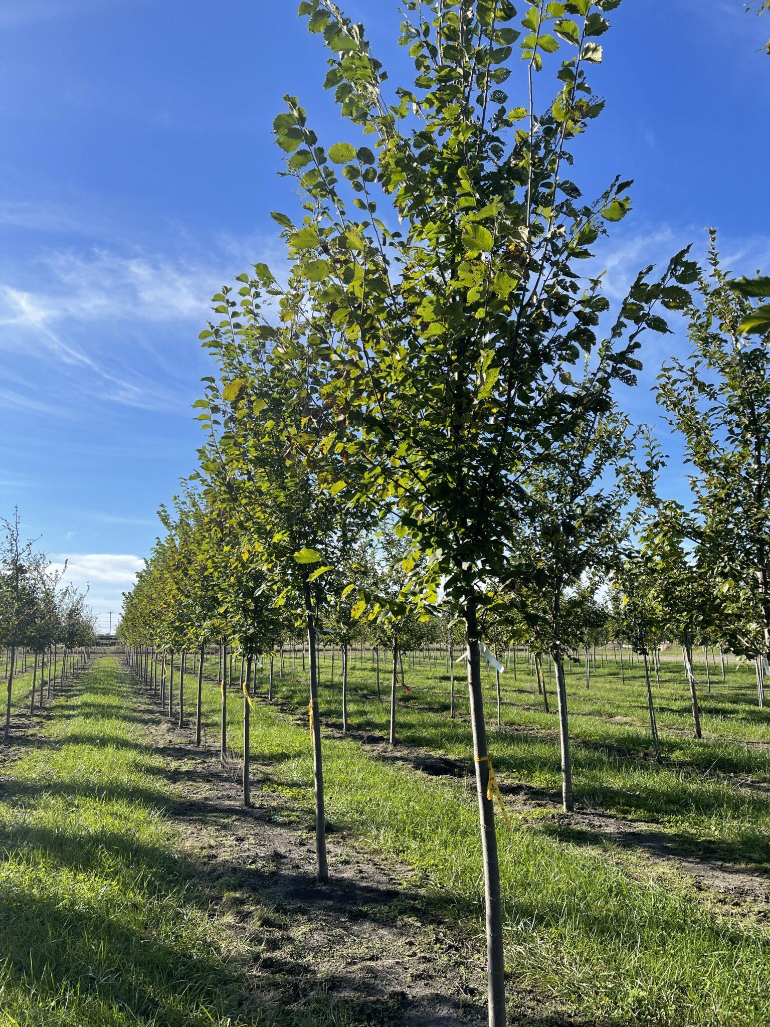 Ulmus Americana Princeton - View 18 from www redcrocus com