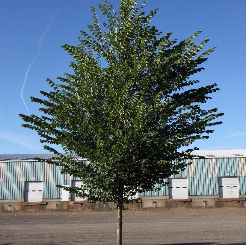 Ulmus Americana Princeton - View 19 from www redcrocus com