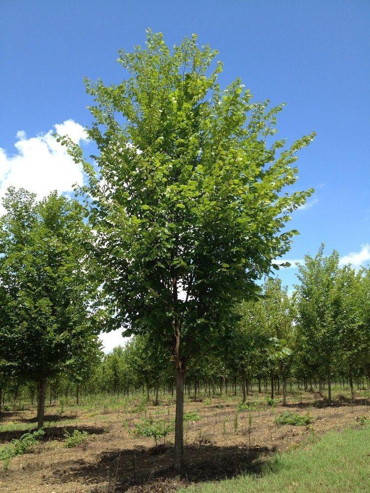 Ulmus Americana Princeton - View 2 from www redcrocus com