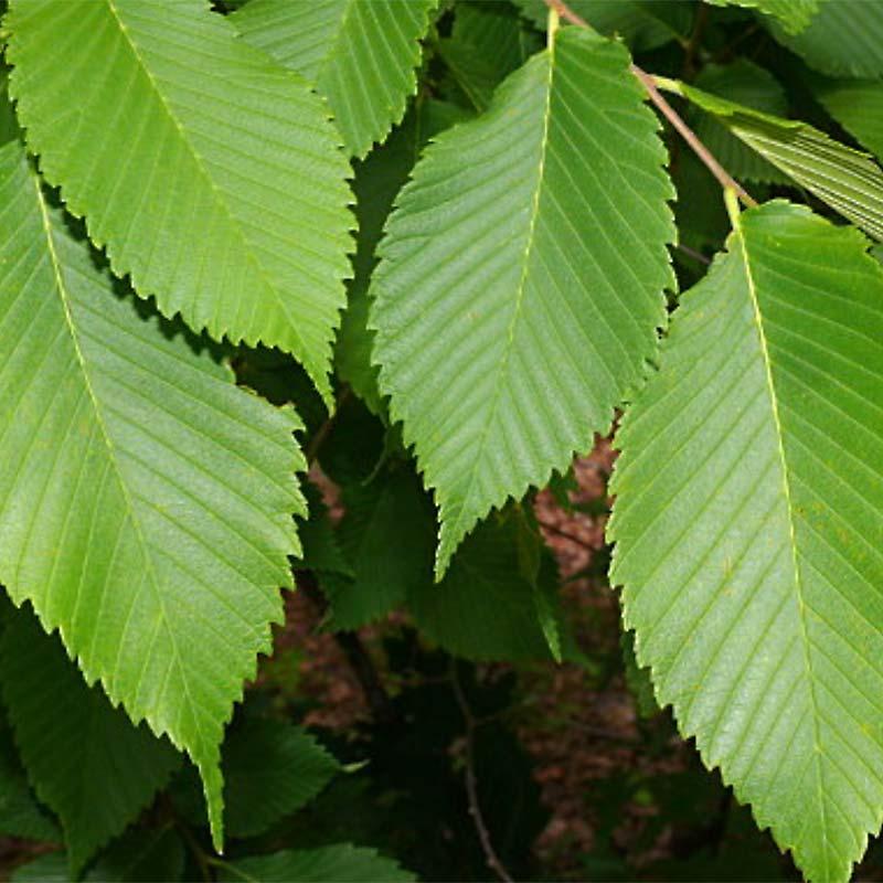 Ulmus Americana Princeton - View 5 from www redcrocus com
