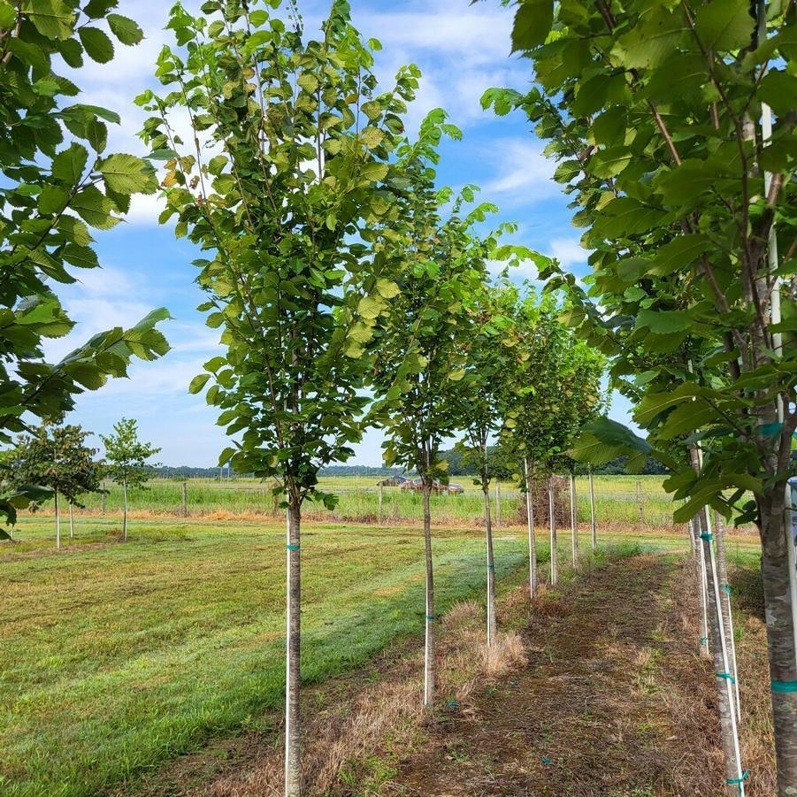 Ulmus Americana Princeton - View 6 from www redcrocus com