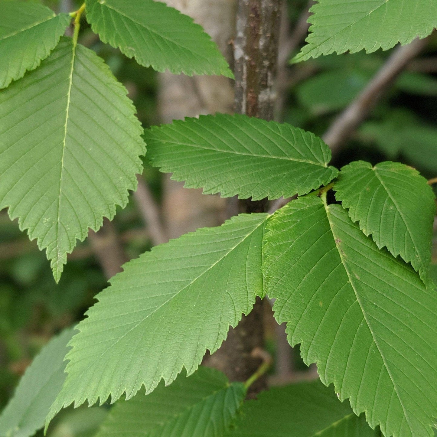 Ulmus Americana Princeton - View 9 from www redcrocus com