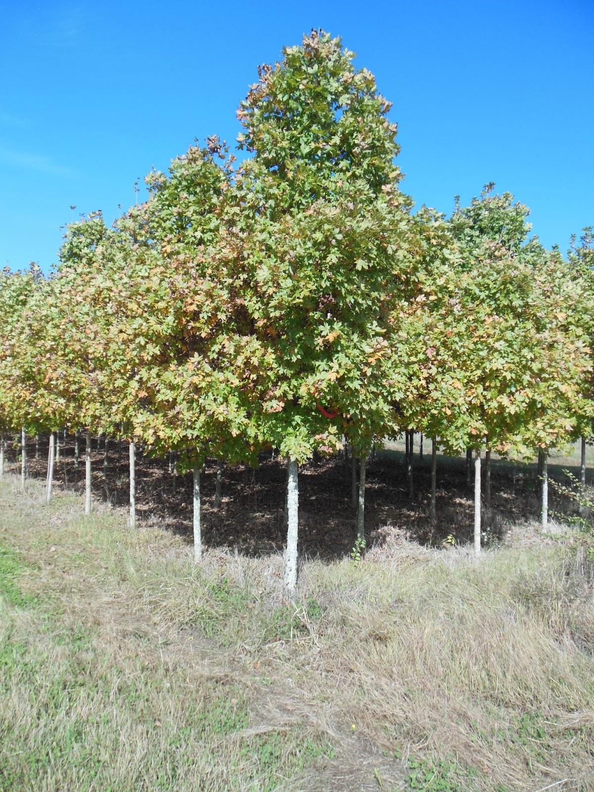 Acer Saccharum Legacy - View 11 from www redcrocus com