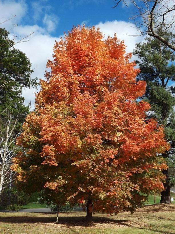 Acer Saccharum Legacy - View 12 from www redcrocus com