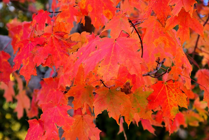 Acer Saccharum Legacy - View 13 from www redcrocus com