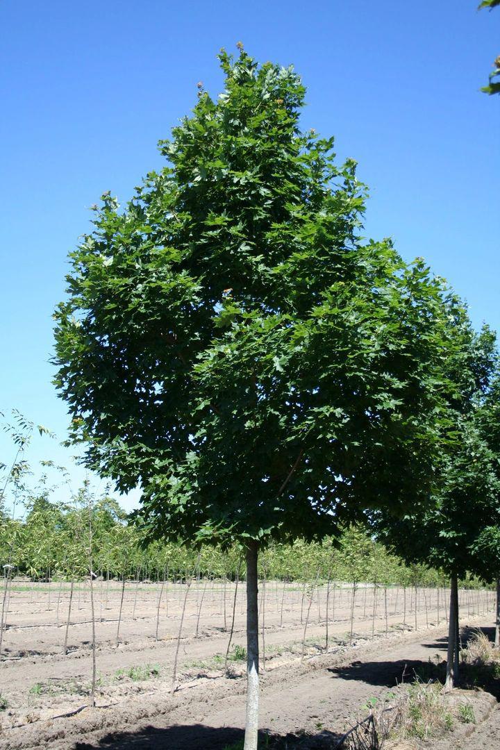 Acer Saccharum Legacy - View 14 from www redcrocus com