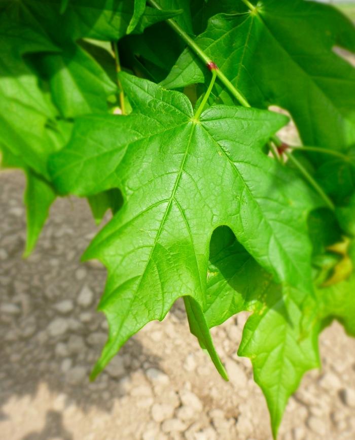 Acer Saccharum Legacy - View 15 from www redcrocus com