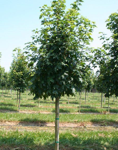 Acer Saccharum Legacy - View 16 from www redcrocus com