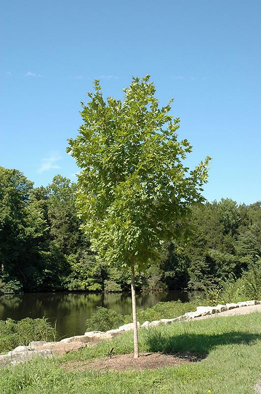 Acer Saccharum Legacy - View 17 from www redcrocus com