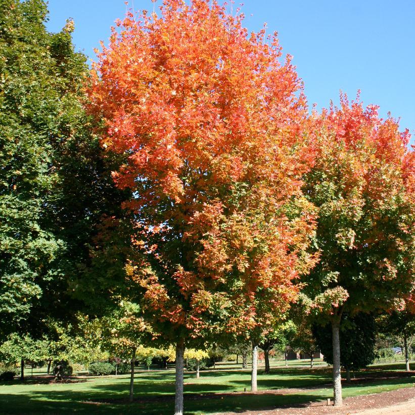 Acer Saccharum Legacy - View 1 from www redcrocus com