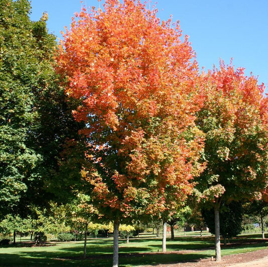 Acer Saccharum Legacy - View 1 from www redcrocus com