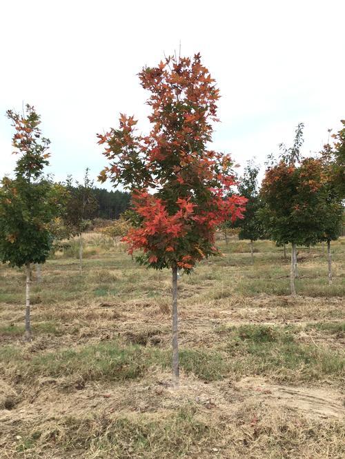 Acer Saccharum Legacy - View 2 from www redcrocus com