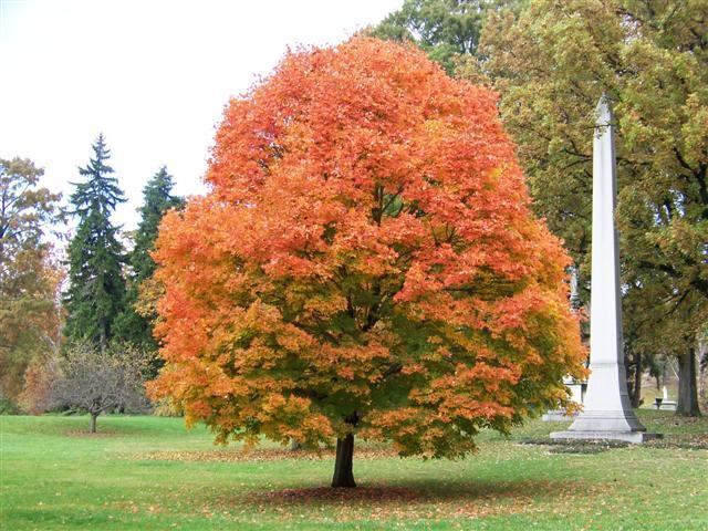 Acer Saccharum Legacy - View 3 from www redcrocus com