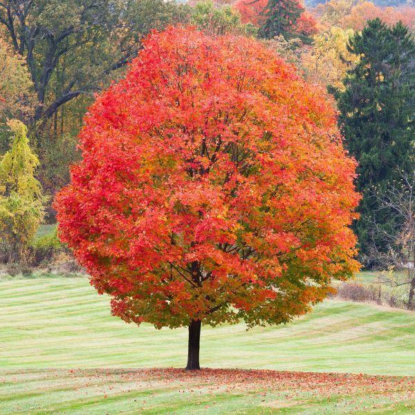 Acer Saccharum Legacy - View 4 from www redcrocus com