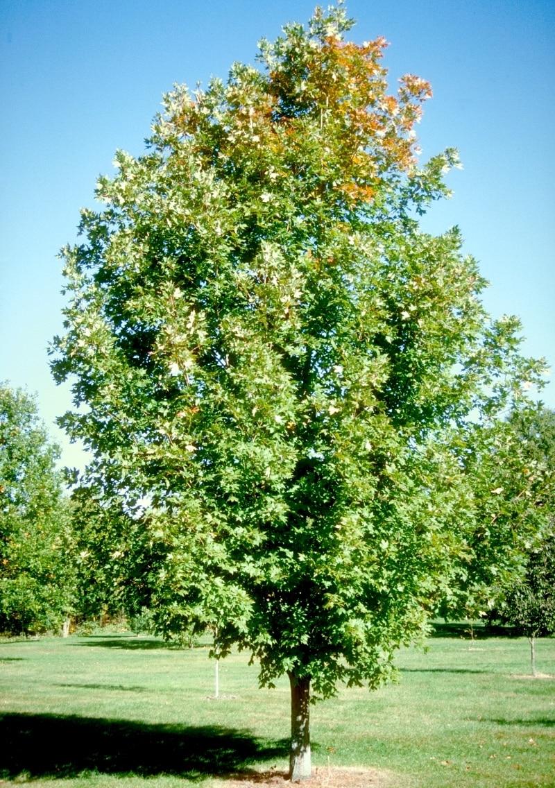 Acer Saccharum Legacy - View 5 from www redcrocus com