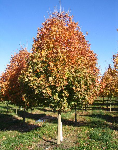 Acer Saccharum Legacy - View 6 from www redcrocus com