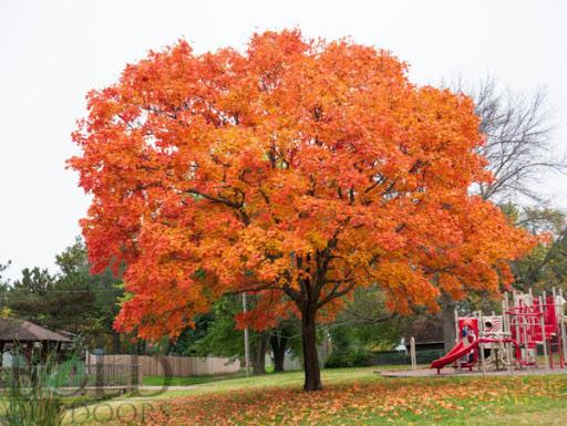 Acer Saccharum Legacy - View 7 from www redcrocus com