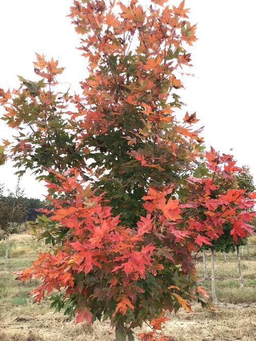 Acer Saccharum Legacy - View 8 from www redcrocus com