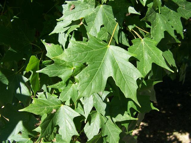 Acer Saccharum Legacy - View 9 from www redcrocus com