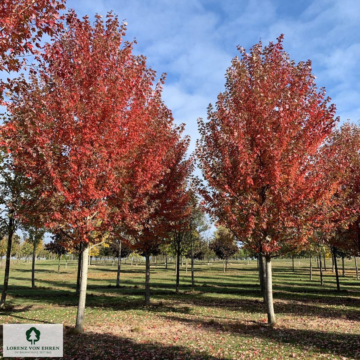 Acer X Freemanii 'autumn Blaze' - View 11 from www redcrocus com